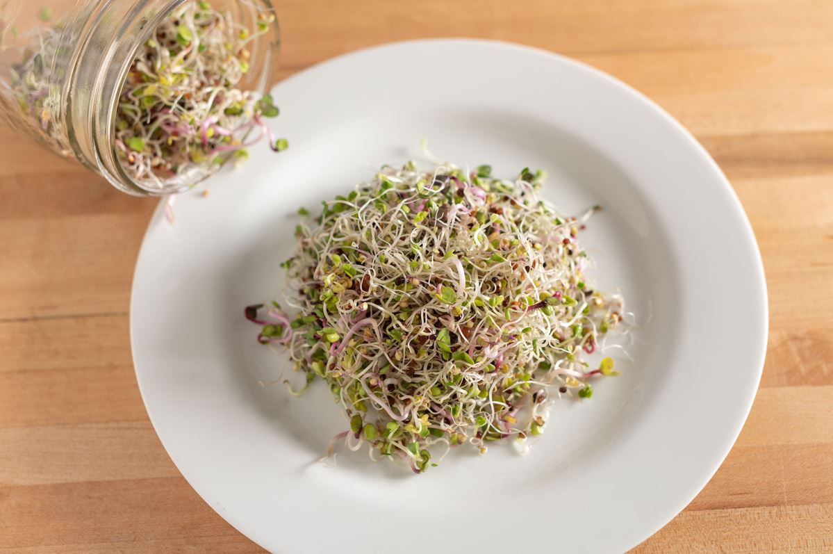 Sprouting Mix – Organic Sprouting Seeds